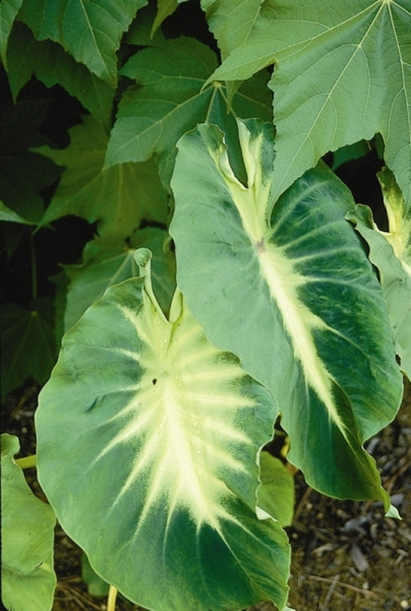 Image of Colocasia esculenta 'Nancy's Revenge'