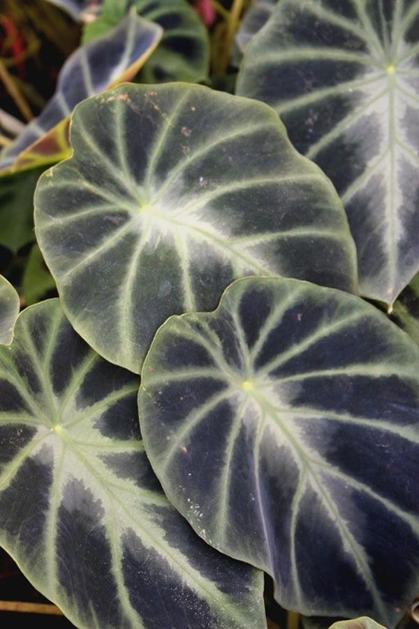 Image of Colocasia heterochroma 'Dark Shadows'