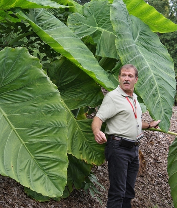 Image of Colocasia gigantea 'Laosy Giant'
