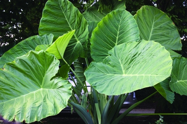 Image of Colocasia (Leucocasia) gigantea 'Thailand Giant'