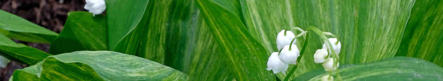 Convallaria