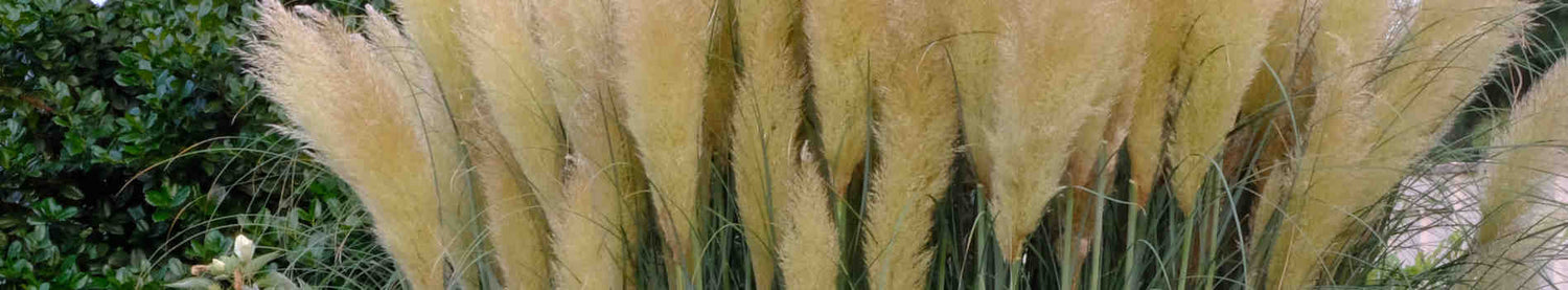 Cortaderia
