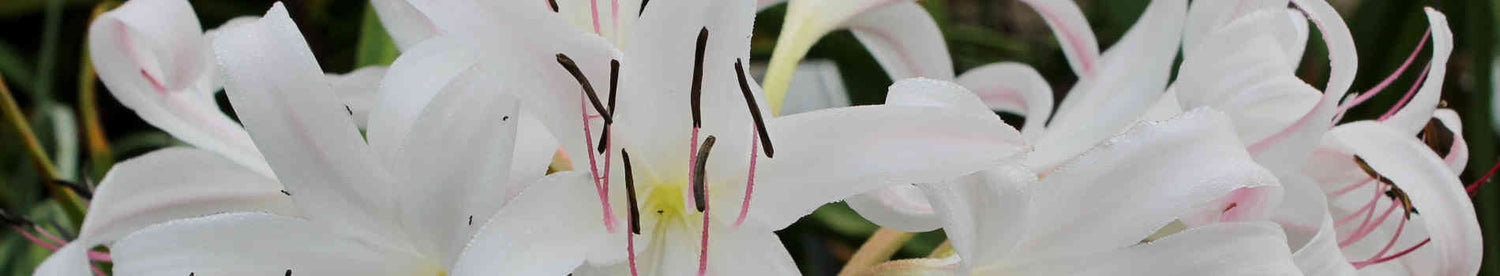 Night Gardens