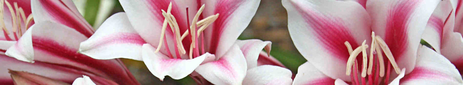 Crinum
