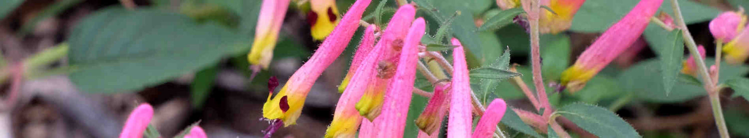Cuphea