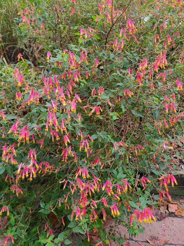 Image of Cuphea cyanea 'Ashevilla' taken at Juniper Level Botanic Gdn, NC by JLBG