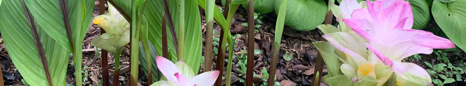 Curcuma