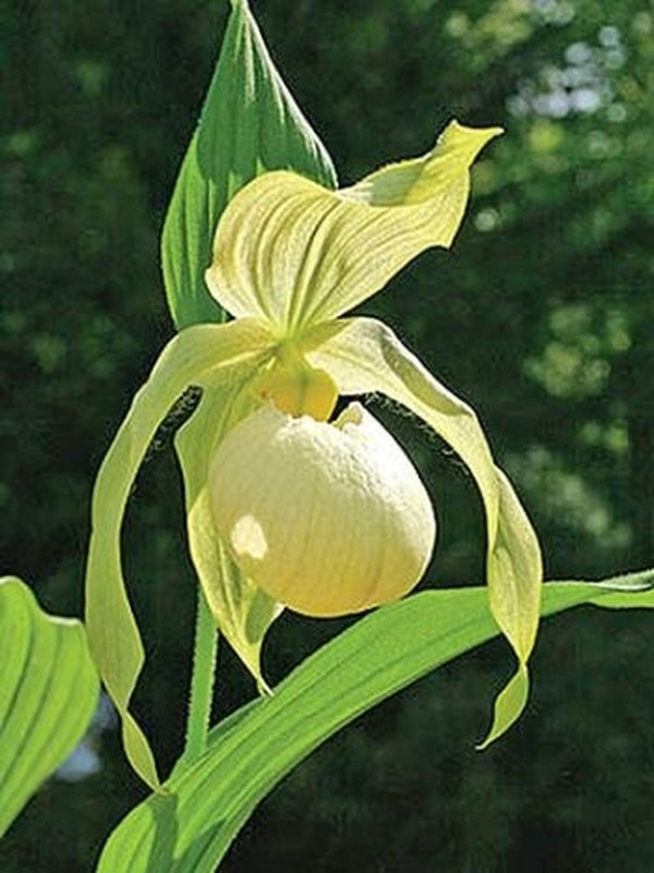 Image of Cypripedium 'Aki Pastel'