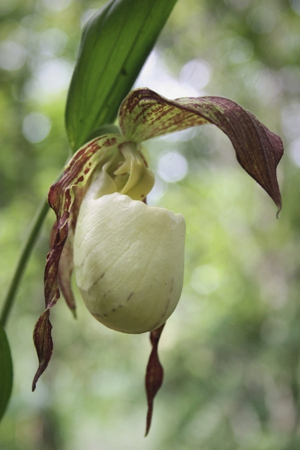 Image of Cypripedium kentuckiense