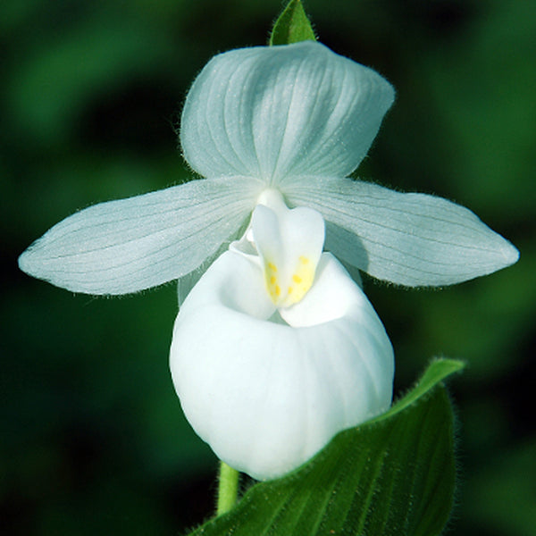 Image of Cypripedium reginae 'Alba'