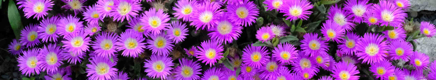 Delosperma