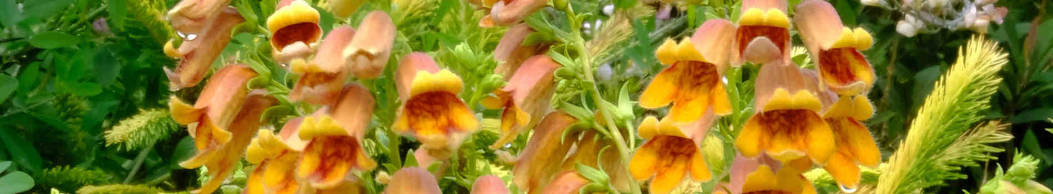 Digitalis