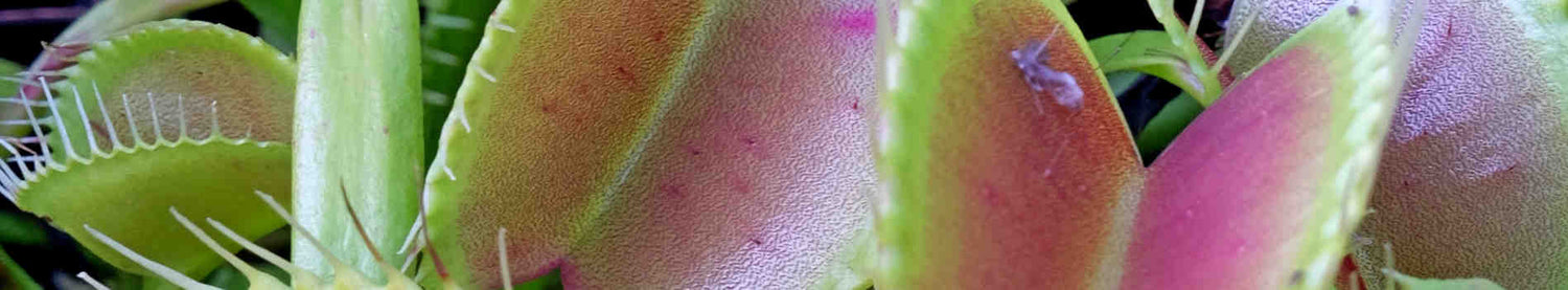 Dionaea