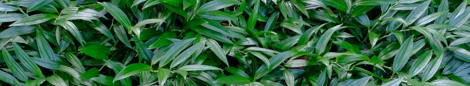 Disporopsis