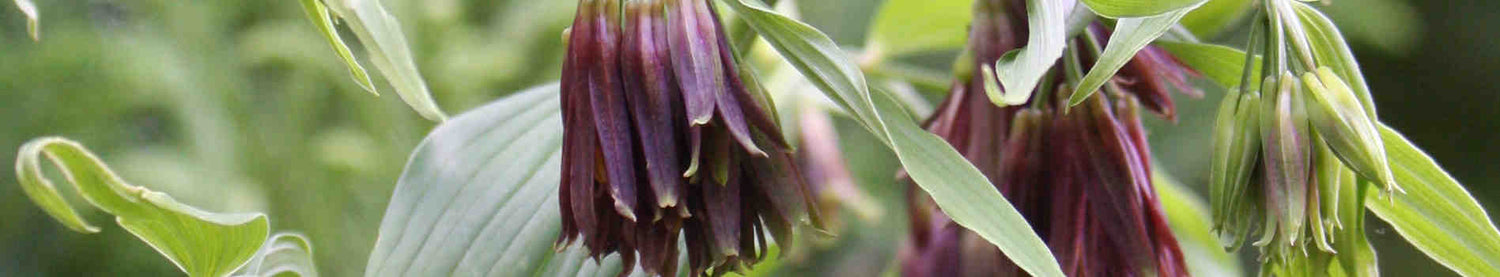 Disporum