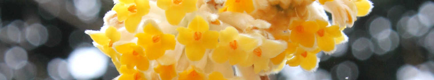 Edgeworthia