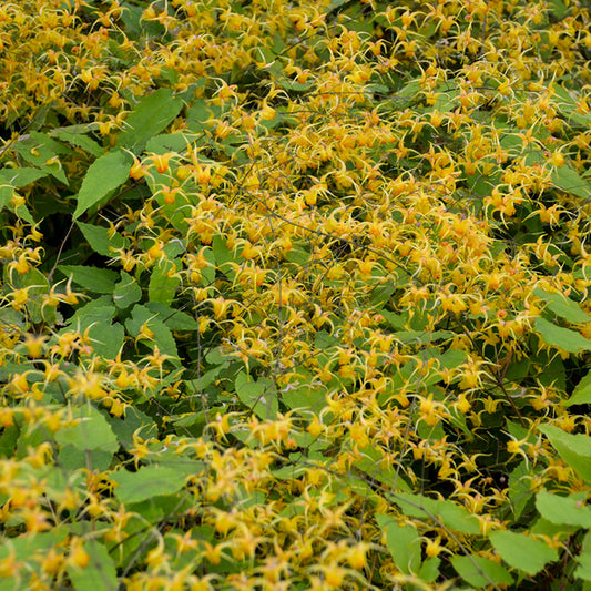 Image of Epimedium 'Amber Queen'  taken at Walters Gardens, MI by Walters Gardens, Inc.