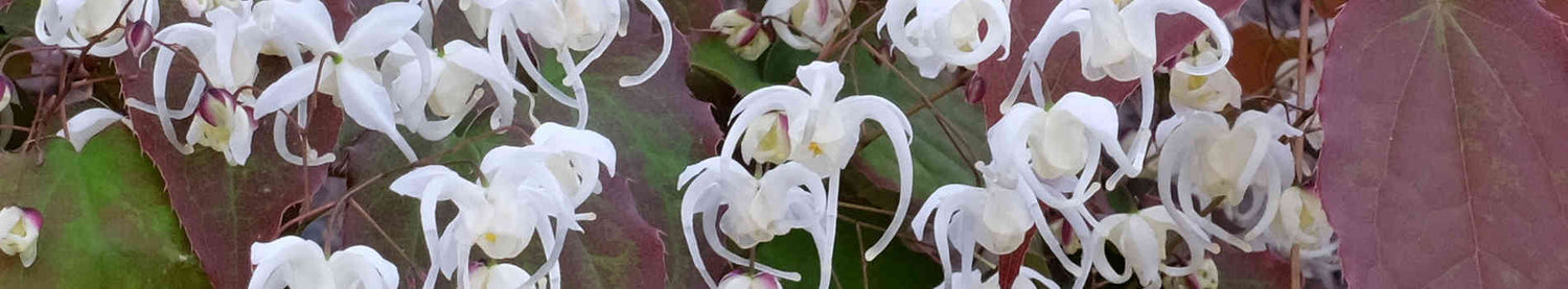 Plants that start with 'E'