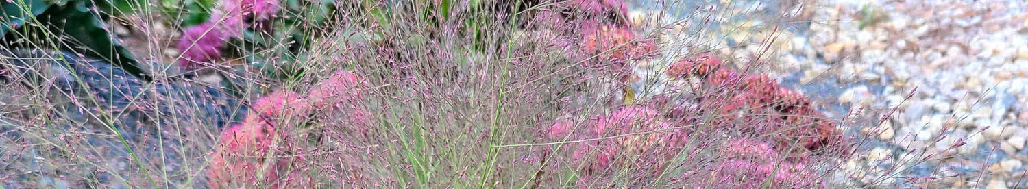 Eragrostis
