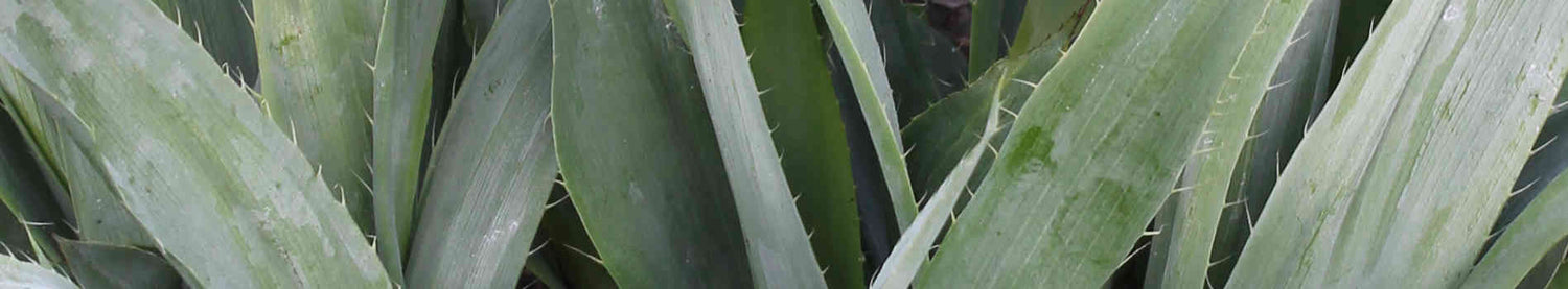 Eryngium