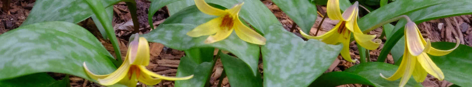 Erythronium