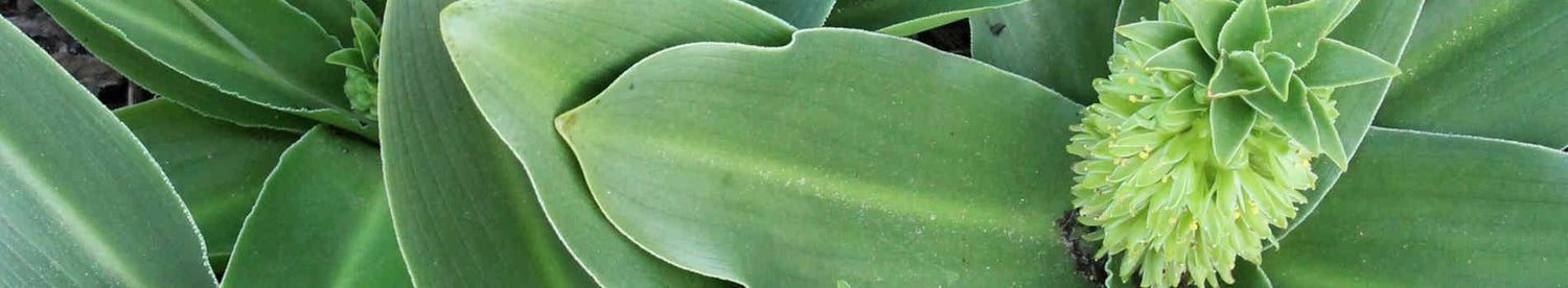 Eucomis