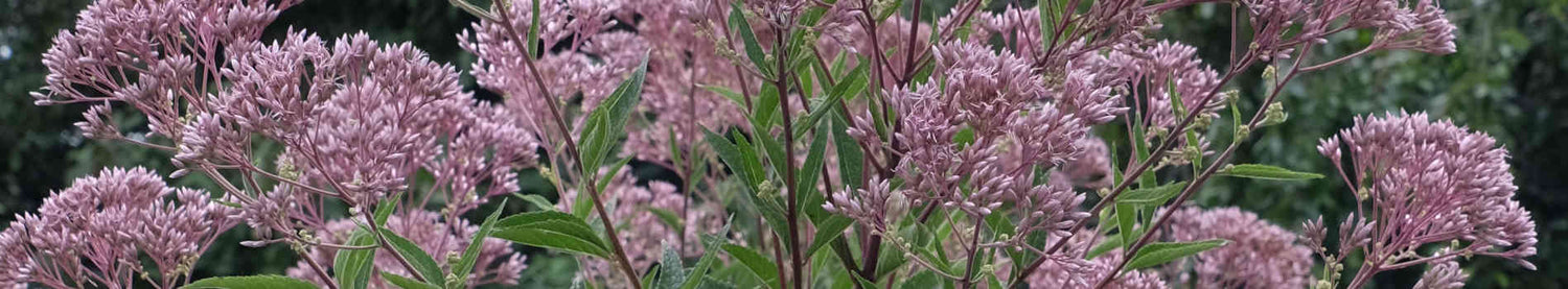 Eupatorium