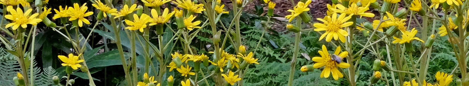 Farfugium