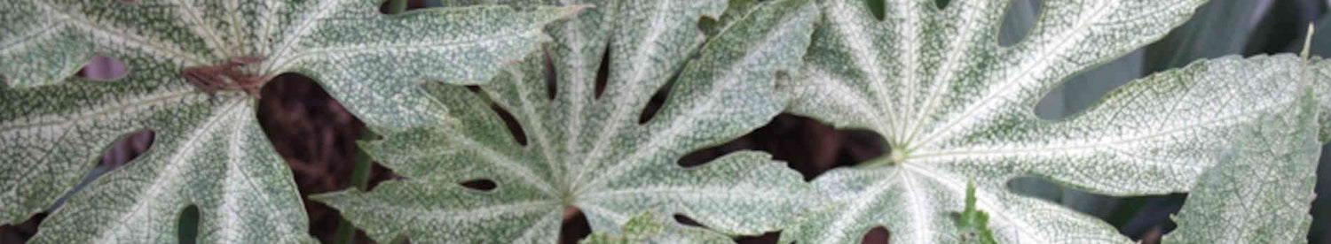 Fatsia