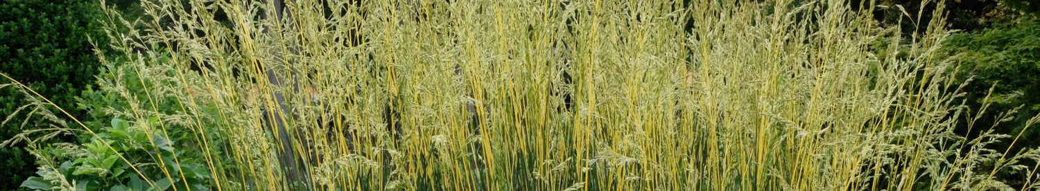 Festuca