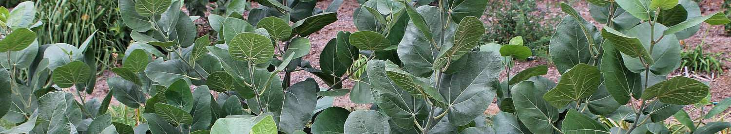 Ficus