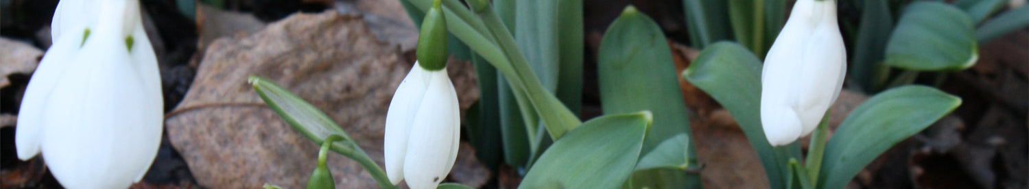 Galanthus