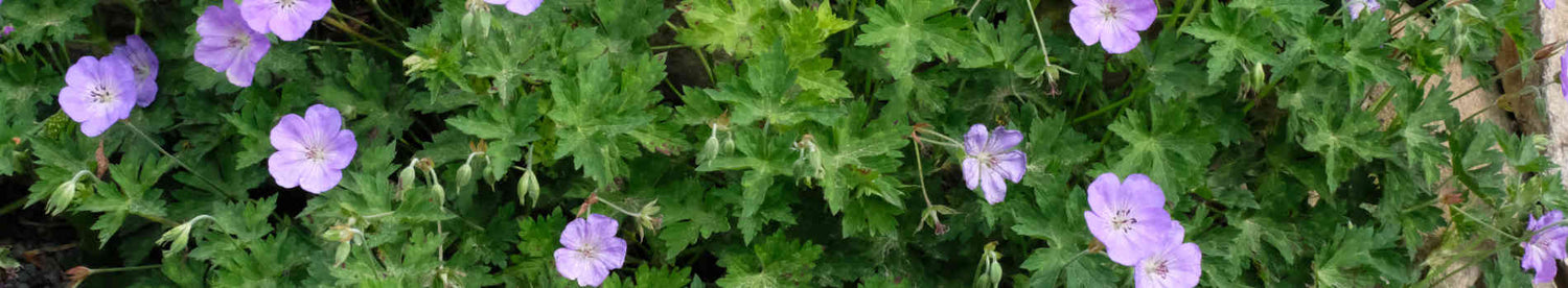 Plants that start with 'G'