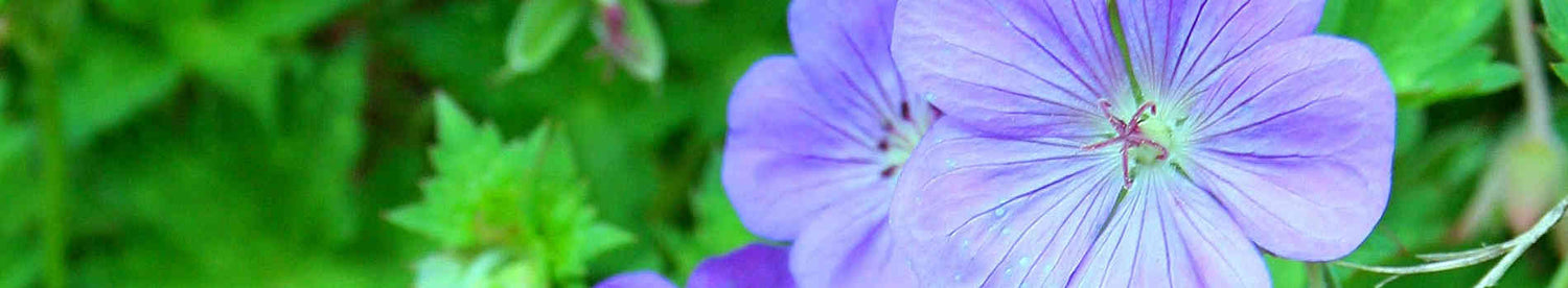 Geranium