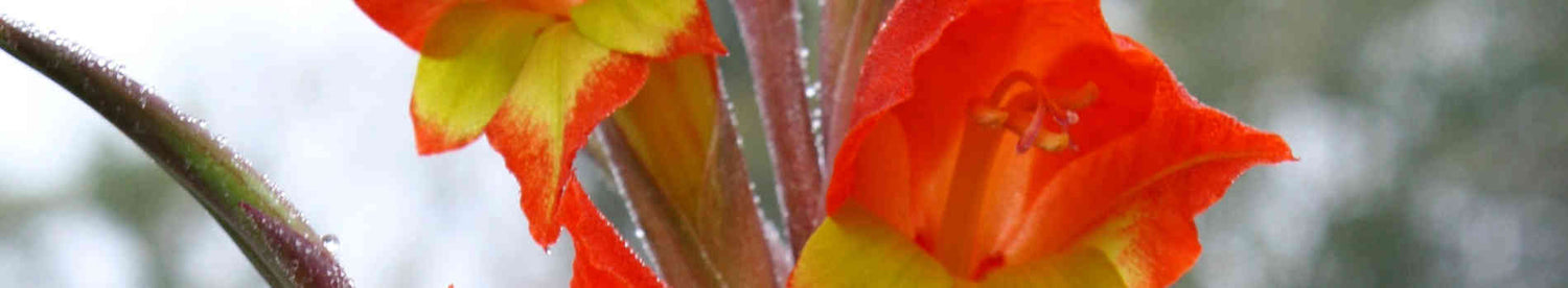 Gladiolus