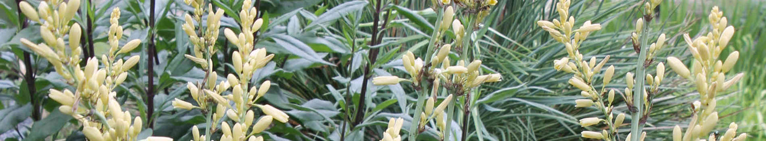 Hesperaloe
