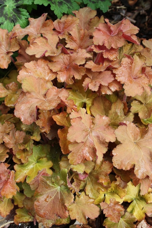 Image of Heuchera 'Caramel' 