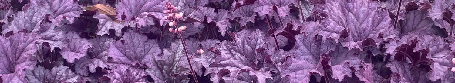 Heuchera