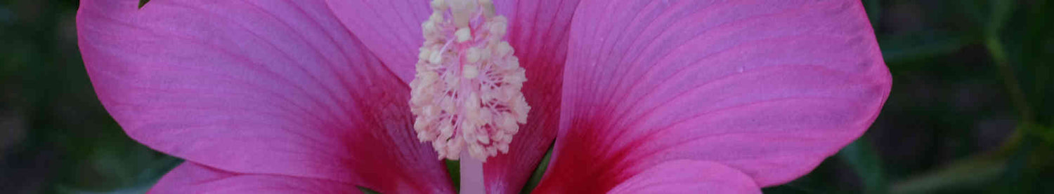 Hibiscus