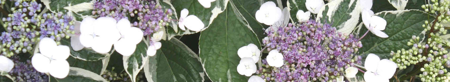 Hydrangea