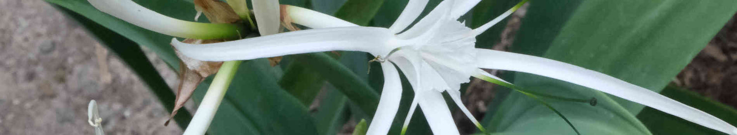 Hymenocallis