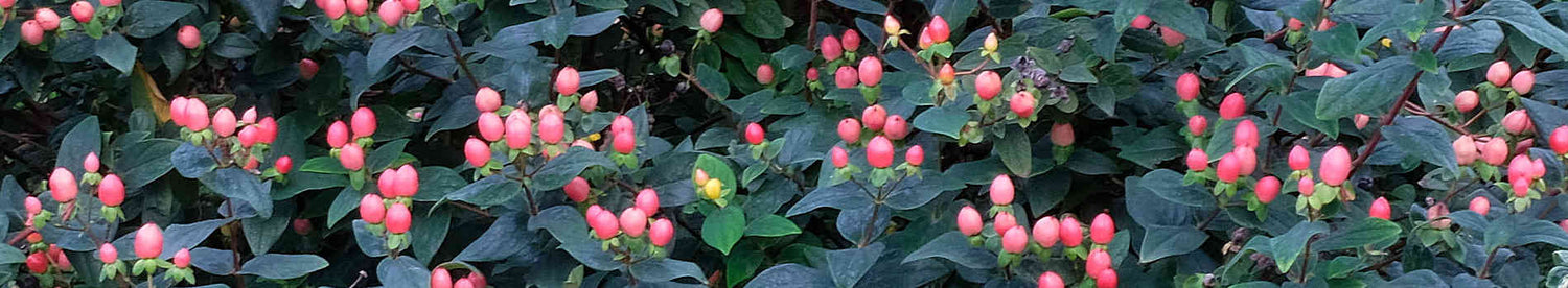 Hypericum