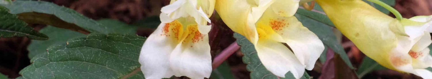 Impatiens