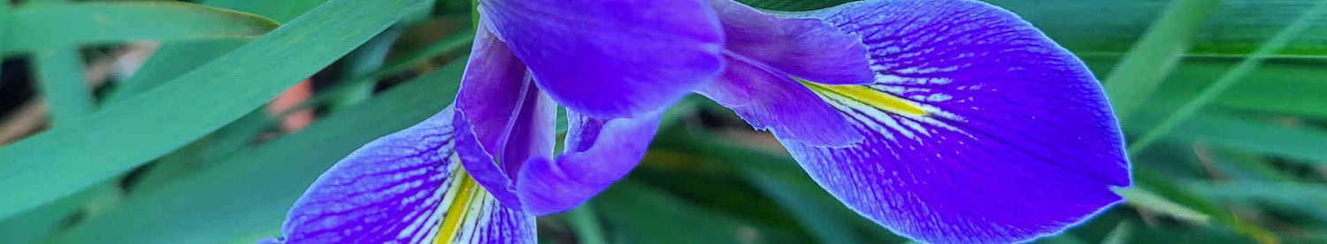 Plants that start with 'I'