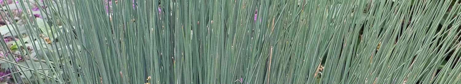 Juncus