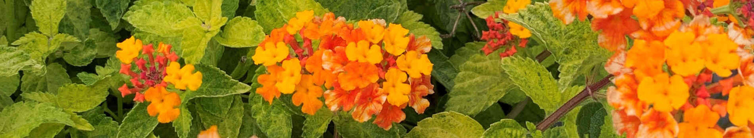 Lantana