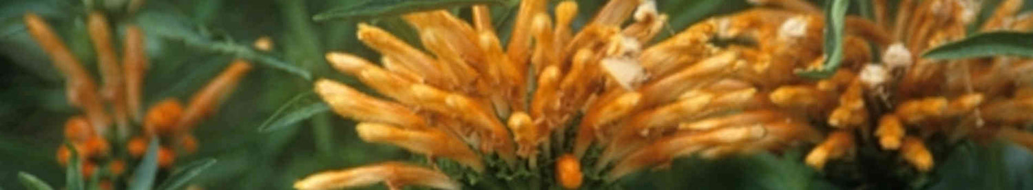 Leonotis
