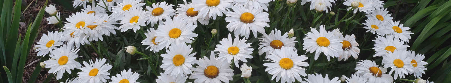 Leucanthemum