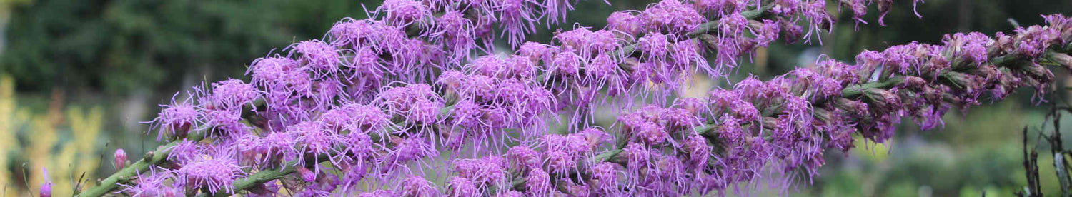 Liatris