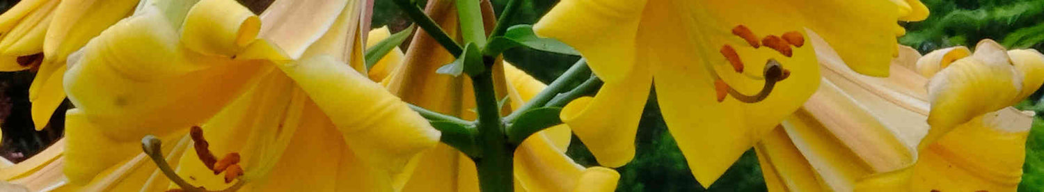 Lilium